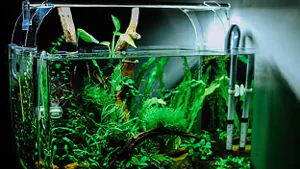 Un aquarium a besoin de suffisamment d'éclairage